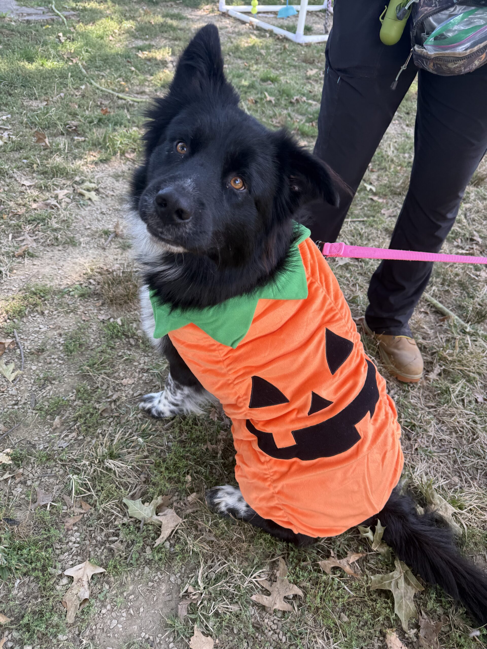 Pups and Pumpkins at World of Beer
